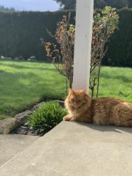 Lost Male Cat last seen 12th Ave SE & 13th St SE, Puyallup, WA 98372