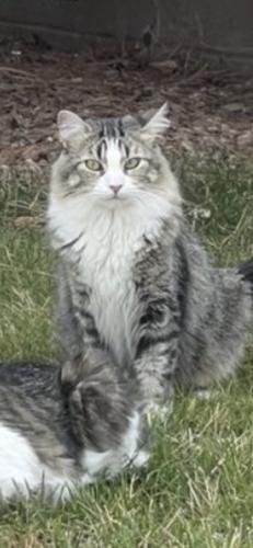 Lost Male Cat last seen Near pilares st , Albuquerque, NM 87114