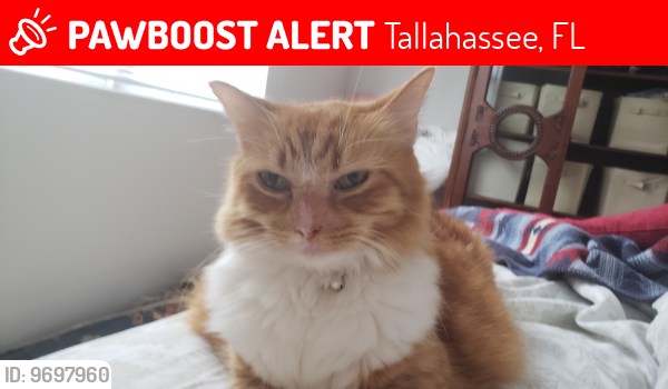 Lost Female Cat last seen Westford Drive, earn ests, Tallahassee, Tallahassee, FL 32309