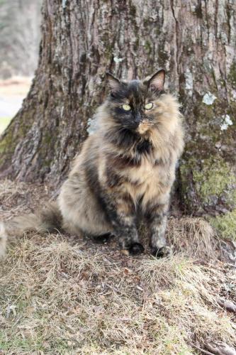 Lost Female Cat last seen Starnes Cove Road, Oak Hill Road, Candler, NC 28715