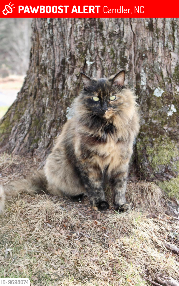Lost Female Cat last seen Starnes Cove Road, Oak Hill Road, Candler, NC 28715