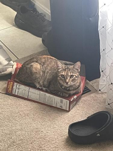 Lost Female Cat last seen Mosby Ct & High St, Round Hill, VA 20141