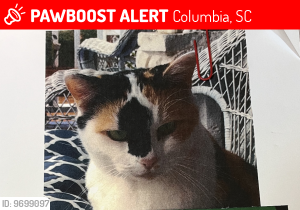 Lost Female Cat last seen Brickyard Rd. / Cambridge Oaks Dr., Columbia, SC 29223