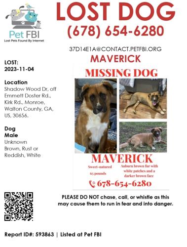 Lost Male Dog last seen Highway 11, Walton County, GA 30656