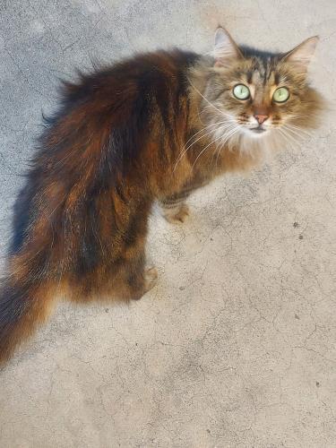 Lost Female Cat last seen Biddle and Cambridge NE Palm bay, Palm Bay, FL 32907