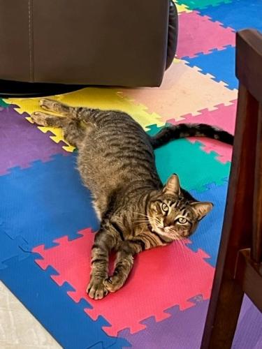 Lost Female Cat last seen Near NW 87th Ct Cir, Lakes on the Green, Miami-Dade County, FL 33018