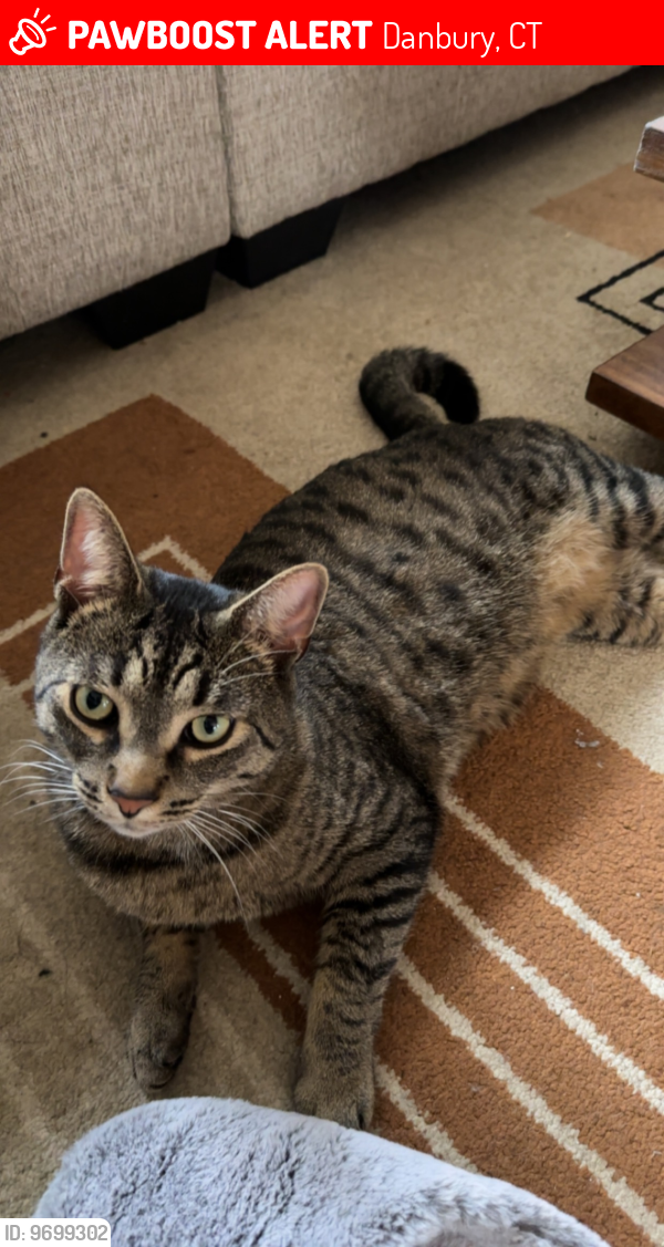 Danbury, CT Lost Male Cat, Tyson Is Missing | PawBoost