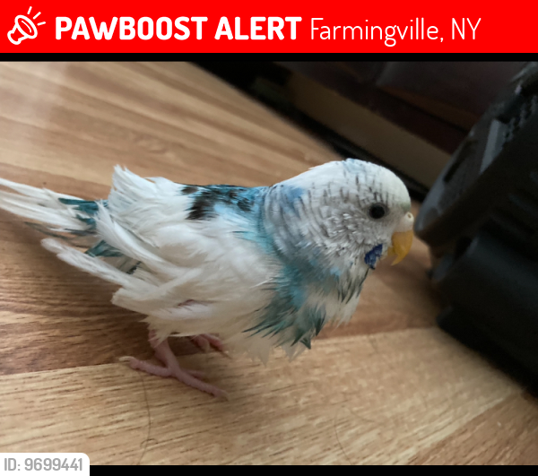 Lost Unknown Bird last seen Abner & rexmere, Farmingville, NY 11738
