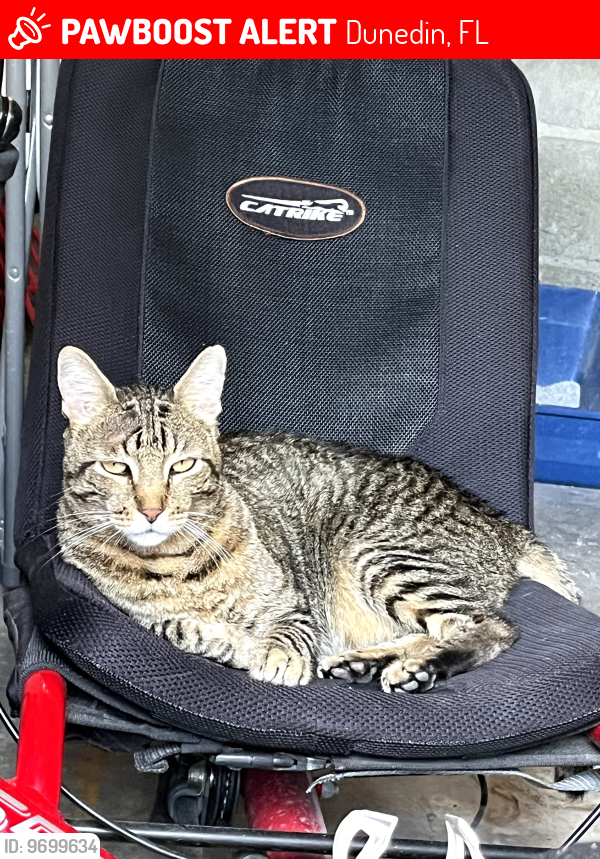 Lost Male Cat last seen alt 19 and buena vista dr, Dunedin, FL 34698