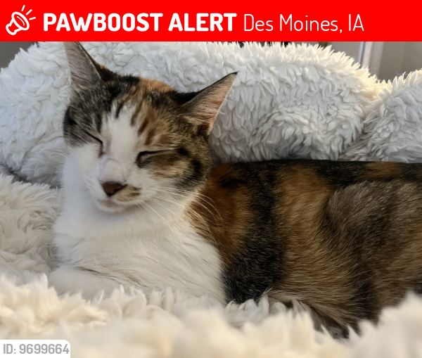Lost Female Cat last seen Between University and Forest , Des Moines, IA 50311
