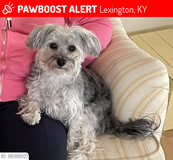 Lost Female Dog last seen Near Westmeath Pl, Lexington, KY 40503