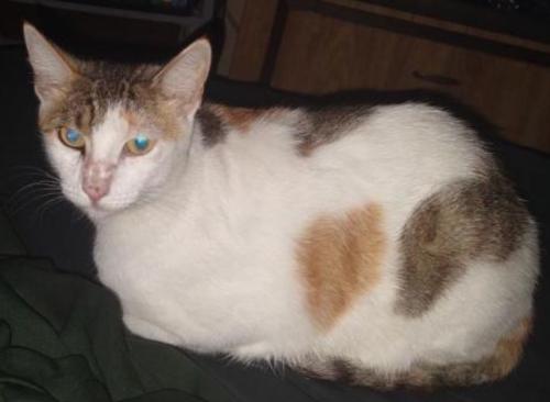 Lost Female Cat last seen Archer St. and Denton Ave. , Pasco County, FL 34667