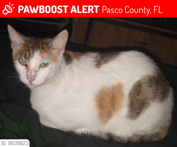 Lost Female Cat last seen Archer St. and Denton Ave. , Pasco County, FL 34667