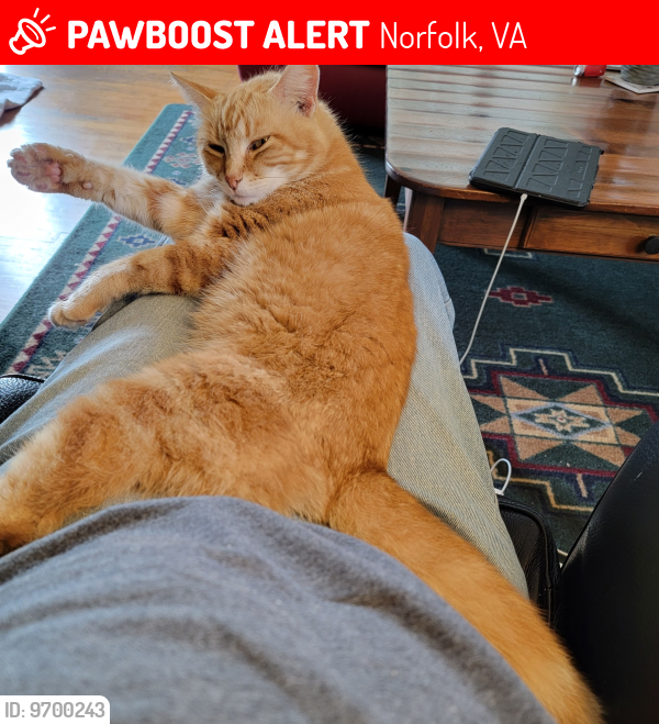 Lost Male Cat last seen Wayne Circle & Chesapeake Blvd, Norfolk, VA 23513