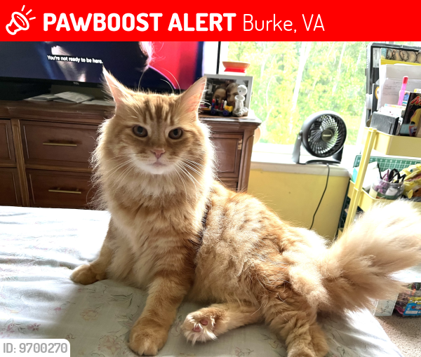 Lost Male Cat last seen Oak bluff court and oak leather drive , Burke, VA 22015