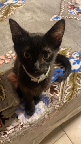 Lost Male Cat last seen 63rd and Richmond , Chicago, IL 60629