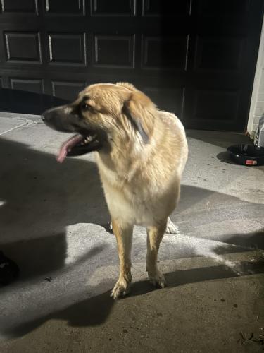 Found/Stray Male Dog last seen SW 19th St. and Spikes St. , Grand Prairie, TX 75051