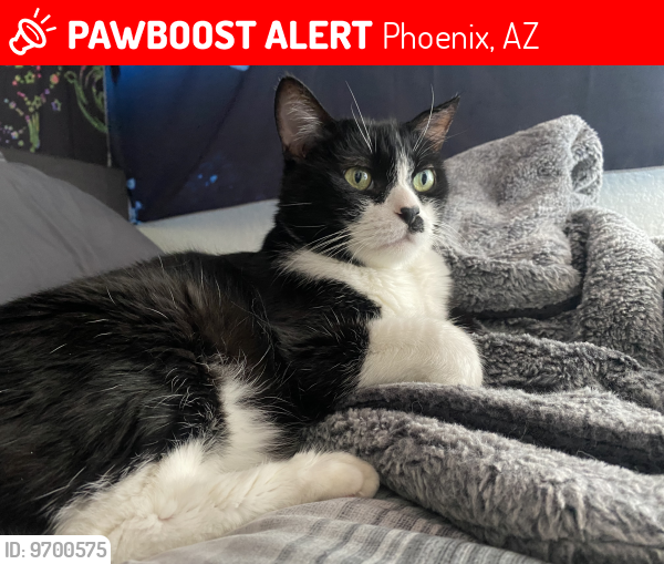 Lost Male Cat last seen N 27th ave & w indian school rd, phoenix az 85017, Phoenix, AZ 85015