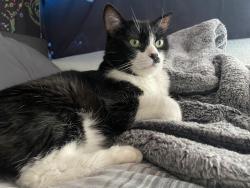 Lost Male Cat last seen N 27th ave & w indian school rd, phoenix az 85017, Phoenix, AZ 85015