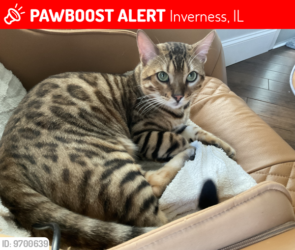 Lost Male Cat last seen Bradwell rd and Cheviot dr, Inverness, IL 60010