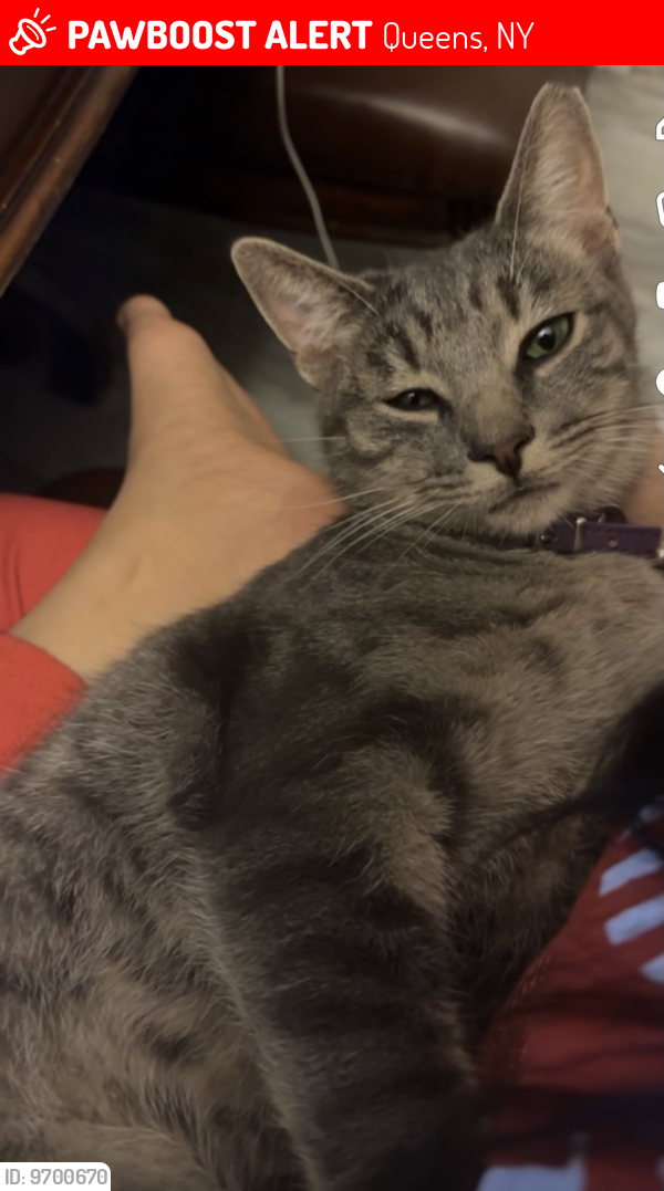 Lost Male Cat last seen Merrick Blvd 88th ave Jamaica 11432, Queens, NY 11432