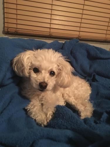 Lost Female Dog last seen 17th and west temple , Salt Lake City, UT 84115