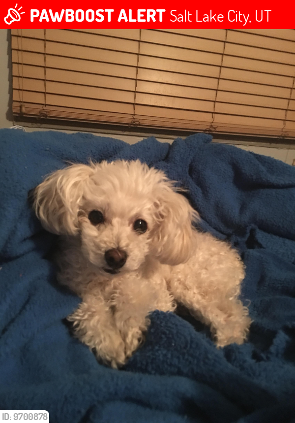 Lost Female Dog last seen 17th and west temple , Salt Lake City, UT 84115