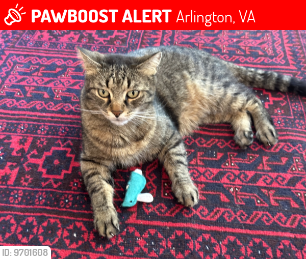 Lost Male Cat last seen Cherry Hill Road, Arlington, VA 22207