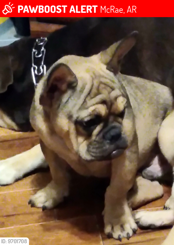 Lost Male Dog last seen Hwy 367, McRae, AR 72102