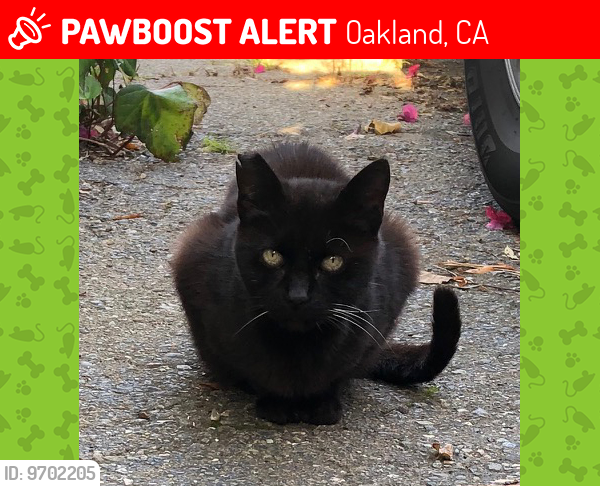 Lost Female Cat last seen Simson & Mokelumne, Oakland, CA 94605