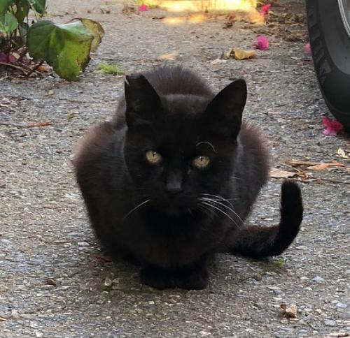 Lost Female Cat last seen Simson & Mokelumne, Oakland, CA 94605