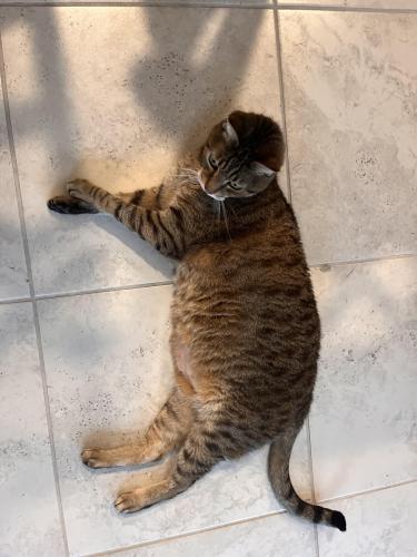 Lost Male Cat last seen 97th Ave., Fontainebleau , Fontainebleau, FL 33172