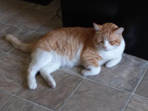 Lost Male Cat last seen Near Pruitt Rd, Spring Tx  77380, Spring, TX 77380