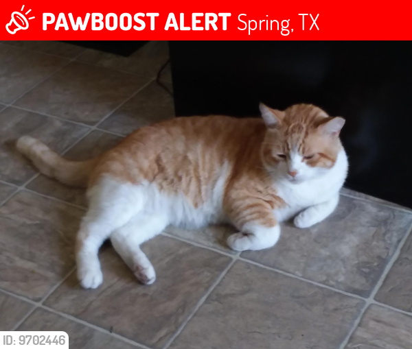Lost Male Cat last seen Near Pruitt Rd, Spring Tx  77380, Spring, TX 77380