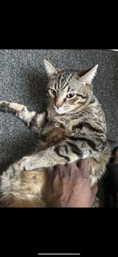 Lost Male Cat last seen By the alley or by the Park was his last known location , Chicago, IL 60660