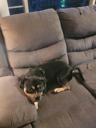 Lost Male Dog last seen Oak Grove, Woodlawn, VA 24381