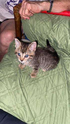 Lost Male Cat last seen Sample, Coral Springs, FL 33065