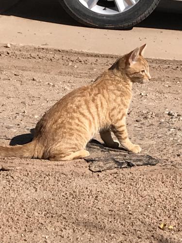 Lost Female Cat last seen Turner Dr and High Deal Meadow Lake , Meadow Lake, NM 87031