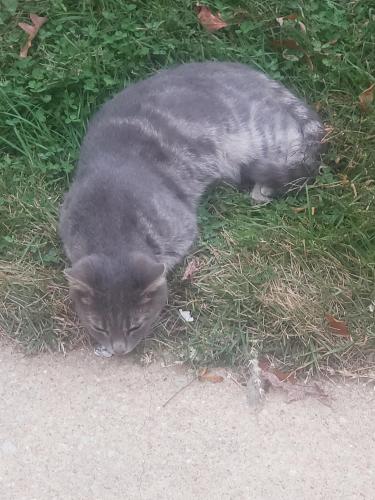 Lost Male Cat last seen Tinkers  creek park, Temple Hills, MD 20748