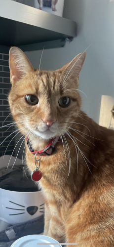 Lost Male Cat last seen Kingston Road and St Clair Ave East, Toronto, ON M1M 1M7