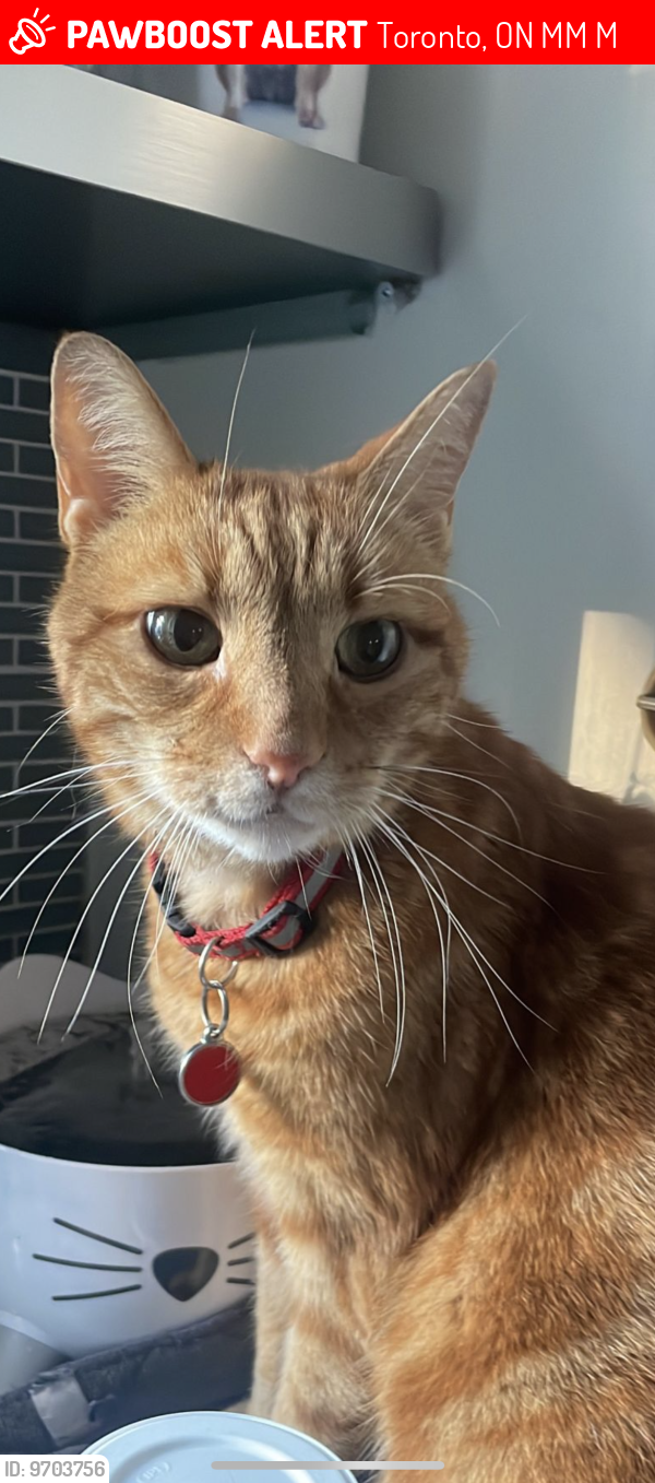 Lost Male Cat last seen Kingston Road and St Clair Ave East, Toronto, ON M1M 1M7