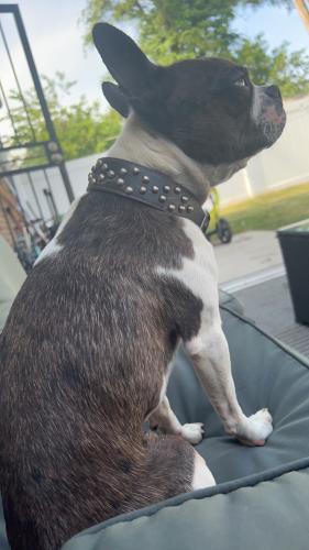 Lost Male Dog last seen 47th st and broadway gary,IN, Gary, IN 46409