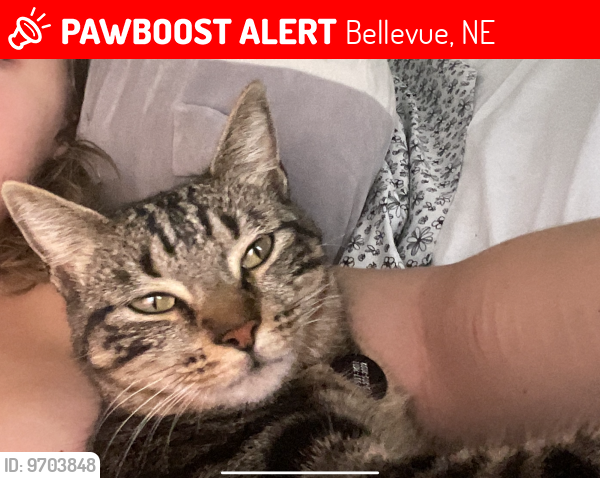 Lost Female Cat last seen South 33rd street, Bellevue Nebraska , Bellevue, NE 68123