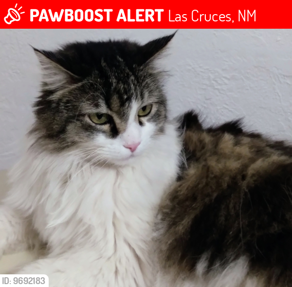 Lost Female Cat last seen Turrentine Drive and Hixon Avenue, Las Cruces, NM, Las Cruces, NM 88005