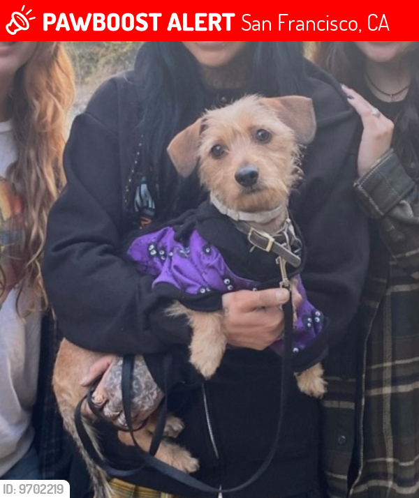 Lost Female Dog last seen GoldenGate and Hyde , San Francisco, CA 94115