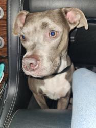 Lost Female Dog last seen Natural Bridge Rd & Lucas Hunt Rd, Velda City, MO 63121