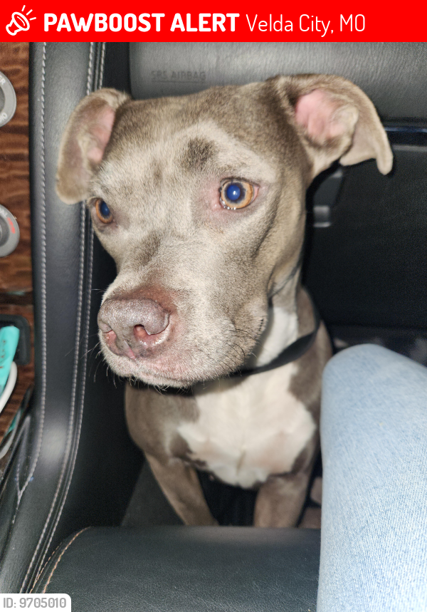 Lost Female Dog last seen Natural Bridge Rd & Lucas Hunt Rd, Velda City, MO 63121