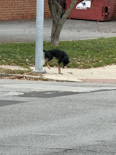 Found/Stray Male Dog last seen West airy street and George street, Norristown, PA 19401