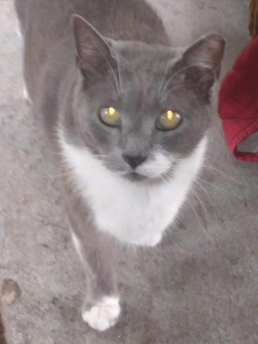 Lost Male Cat last seen Avocado and Americana , Palm Bay, FL 32907