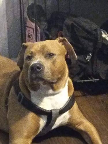 Lost Male Dog last seen Eaton, Choctaw, Winbourne, Baton Rouge, LA 70805